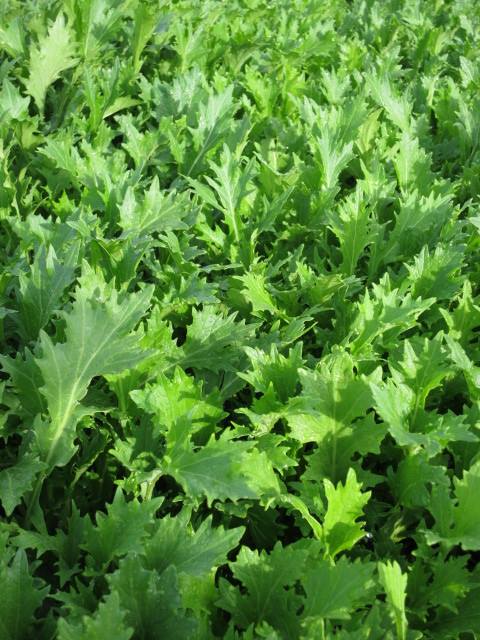 mustard greens